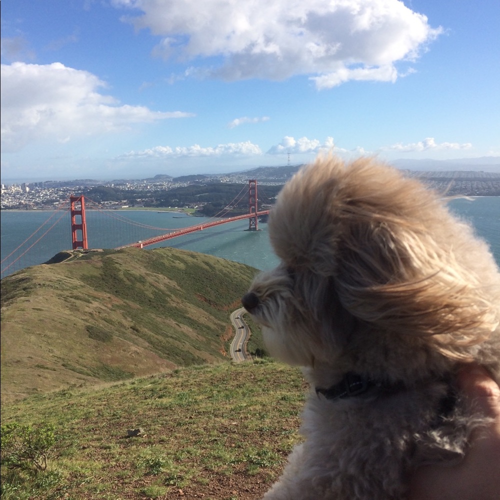 Meet your Posher, Bea